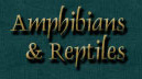 Kim Shaklee Amphibians & Reptiles Page