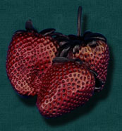 Kim Shaklee - Strawberries
